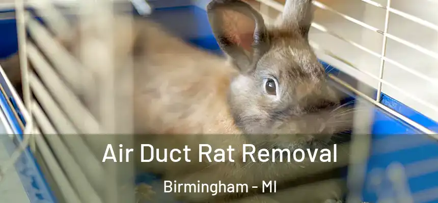  Air Duct Rat Removal Birmingham - MI